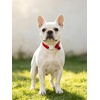 image:imageCicy Bell Breakaway Cat Collars with Bow and Bell Adjustable Safety BuckleFlower