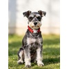 image:imageCicy Bell Breakaway Cat Collars with Bow and Bell Adjustable Safety BuckleLight Pink