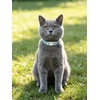 image:imageCicy Bell Breakaway Cat Collars with Bow and Bell Adjustable Safety BuckleWhiteBlue
