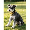 image:imageCicy Bell Breakaway Cat Collars with Bow and Bell Adjustable Safety BuckleYellowBlue