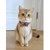 image:imageCicy Bell Dog Collars Breakaway Bow Tie Bell Kitten Bandana SetPink Plaid