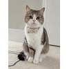 image:imageCicy Bell Dog Collars Breakaway Bow Tie Bell Kitten Bandana SetWhite Plaid